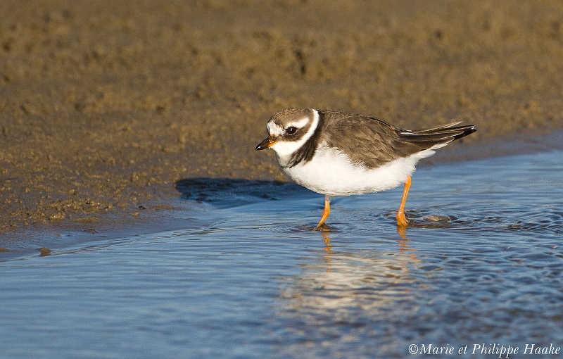Gravelot grand 0021_wm.jpg - Grand gravelot - Common Ringed Plover - Charadrius hiaticula (Camargue, France, février 2011)